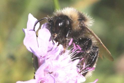 Réf. 316 555 : Bombus sp.